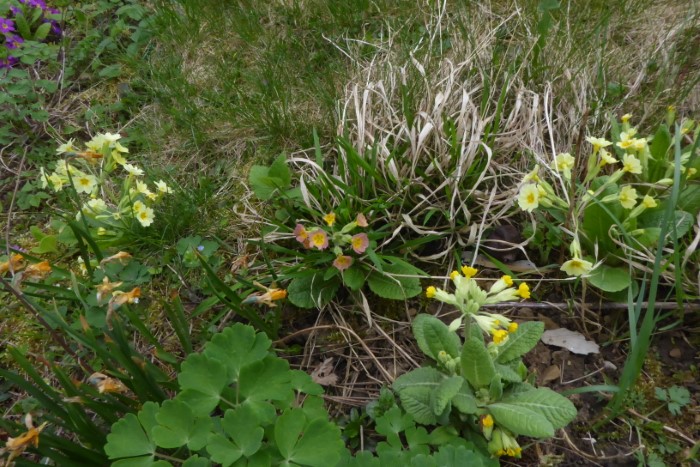 Primula veris x acaulis Wiesen Staengellose Schluesselblume Gartenformen Durlangen Waldweg Waelder Rueckgang Aussterben Wildformen