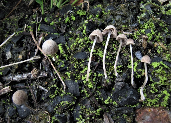 Psathyrella potteri prona albidula Grauhuetiger Wegrand Faserling Muerbling Saprobiont Brandstelle Niedersachsen Dassel Krieglsteiner Pilzschule Schwaebischer Wald Faserlingskurs Feldmykologe