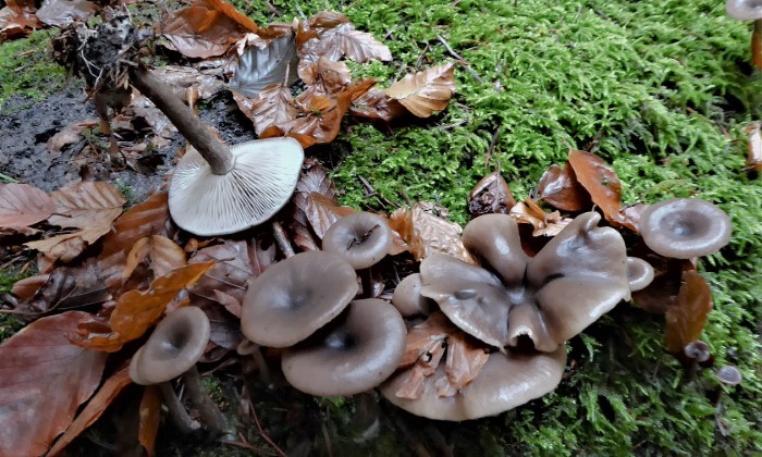 Pseudoclitocybe cyathiformis Kaffeebrauner Gabeltrichterling Saprobiont Holz Boden essbar Feldmykologe Pilzschule Schwaebischer Wald Naturgarten Krieglsteiner Pilzexpertin Katharina amyloide Sporen