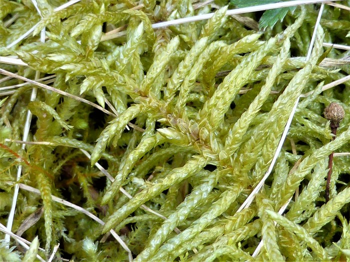 Pseudoscleropodium Scleropodium purum Gruenstaengelmoos kaetzchenfoermig beblaettert neutrophil Heidebeet Naturgarten Pilzkunde Mooskurs Pilzschule Schwaebischer Wald Krieglsteiner