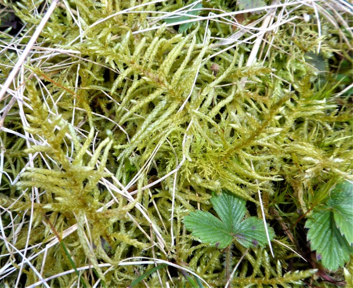 Pseudoscleropodium Scleropodium purum Gruenstaengelmoos kaetzchenfoermig beblaettert neutrophil Heidebeet Naturgarten Pilzkunde Mooskurs Pilzschule Schwaebischer Wald