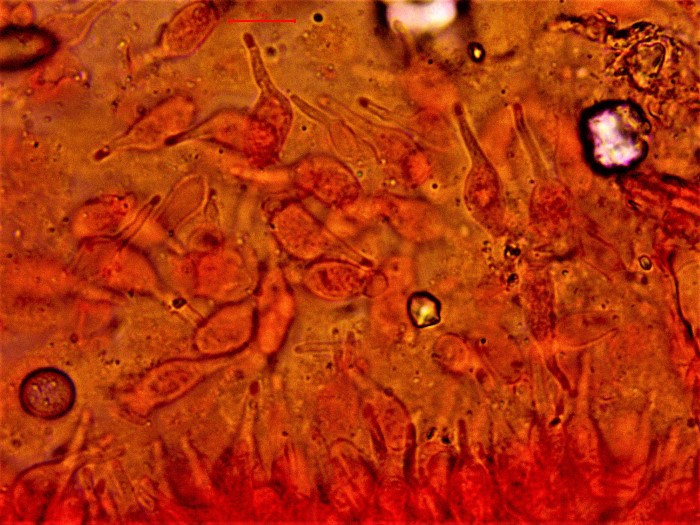 Psilocybe liniformans Cheilozystiden aufgesetzte Spitze Kongorot Krieglsteiner Lothar Mikroskopierkurs Pilzschule Schwaebischer Wald Italien Ligurien Suie