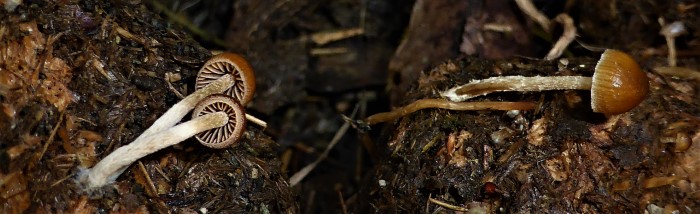 Psilocybe liniformans Kleblamellen Kahlkopf fimetaria Deconica Italien Ligurien Psilocybin Psilocin Blauen Seminar mediterrane Pilze Krieglsteiner Karasch