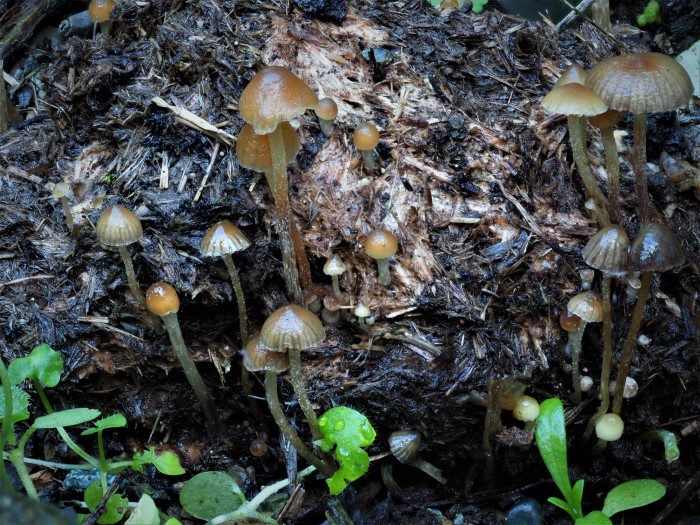 Psilocybe liniformans fimetaria Karasch Ligurien Seminar mediterrane Pilze Braunsporer Pilzschule Schwaebischer Wald Krieglsteiner Italien