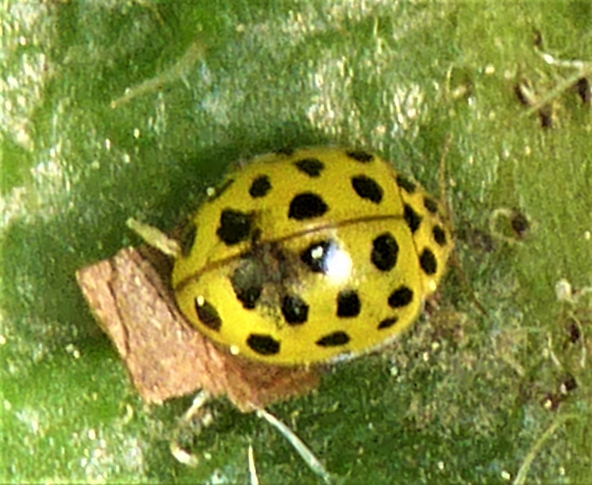 Psyllobora vigintiduopunctata Marienkaefer 22 Punkt Spraitbach Naturgarten Coccinellidae Artenvielfalt ohne Duenger ohne Pestizide Nuetzling Schaedling