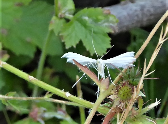 Pterophorus pentadactyla Weie Winden Federmotte Schlehen Federgeistchen Pterophoridae Kleinschmetterlinge Lepidoptera Naturgarten Artenreichtum Insektarum Krieglsteiner Pilzkunde