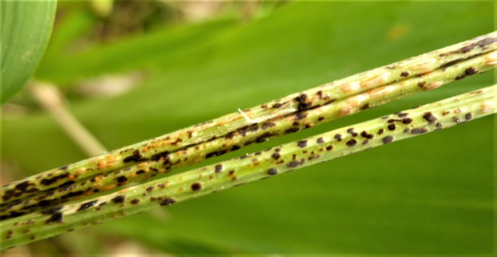 Puccinia allii porri Lauch Rostpilz autoezisch kein Wirtswechsel Allium vineale Spraitbach Berglen Breunignsweiler Zipfelbachtal Feldmykologe Ausbildung PIlzschule Schwbischer Wlad Krieglsteiner