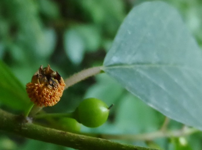 Puccinia coronata Kronenrost Aecien Aecidien Haplont Faulbaum Frangula Frucht Corona Virus Schwaebisch Fraenkischer Wald Hafental Schwaebisch Gmuiend Medium