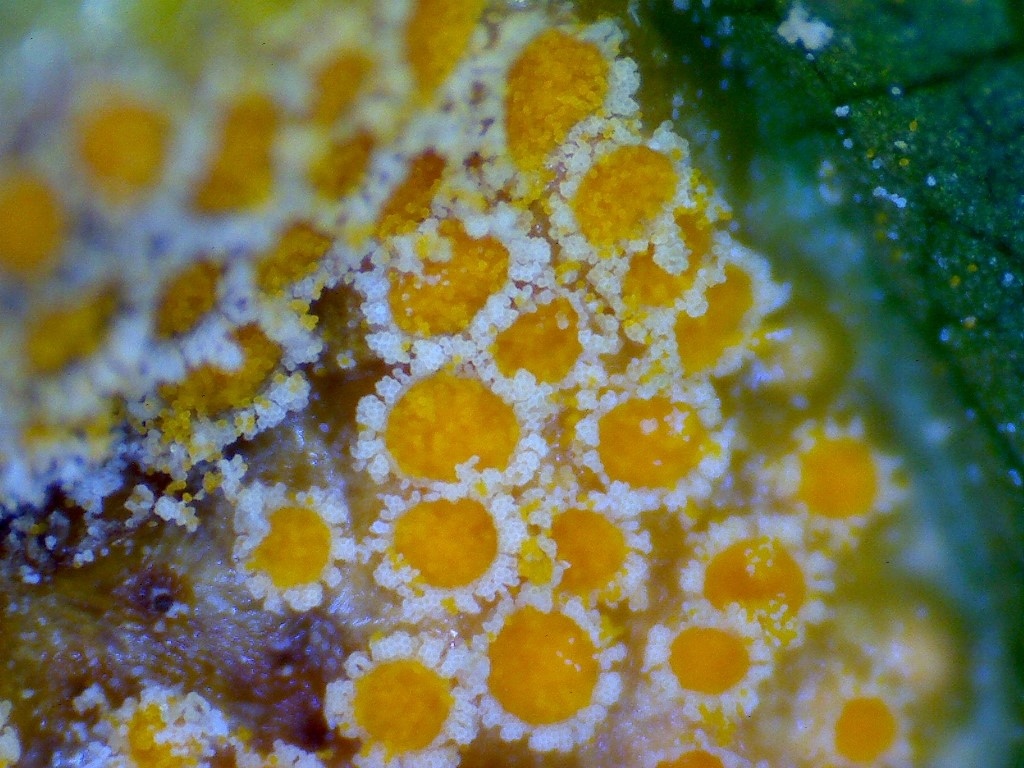 Puccinia coronata Kronenrost Aecien Corona Virus Pandemie Becherling Pilzschule Schwaebischer Wald Pilzkurs Pilzexkursion Pilze lernen Medium