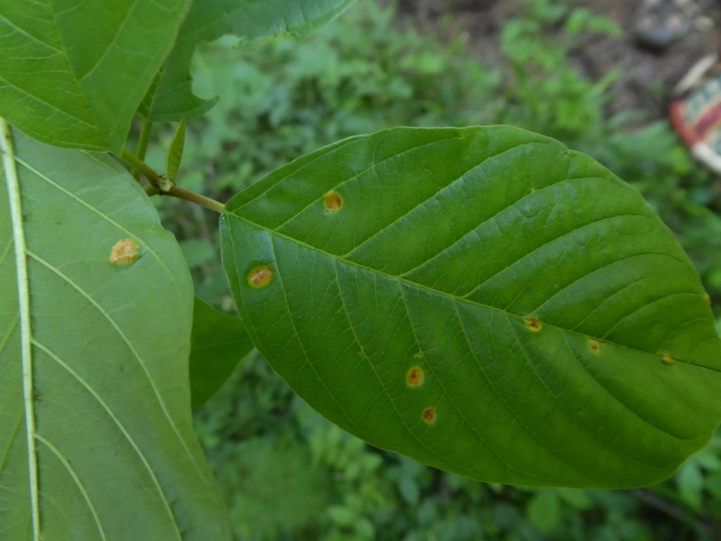 Puccinia coronata Kronenrost Befallsbild Pyknidien Spermogonien Aecien Aecidien Frangula Faulbaum Pilzseminar Feldmykologe parasitische Pilze Medium