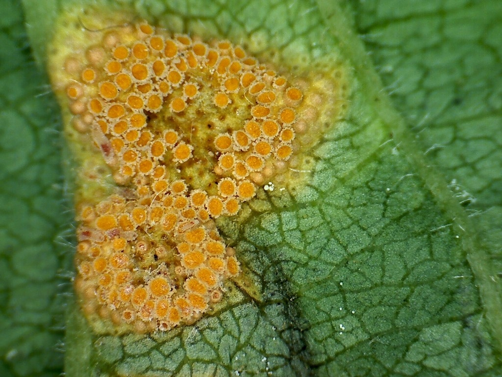 Puccinia coronata Kronenrost Hessen Frankfurt Moenchbruch Faulbaum Frangula alnus Corona Krone Seminar parasitische Pilze Pilzschule Krieglsteiner Medium