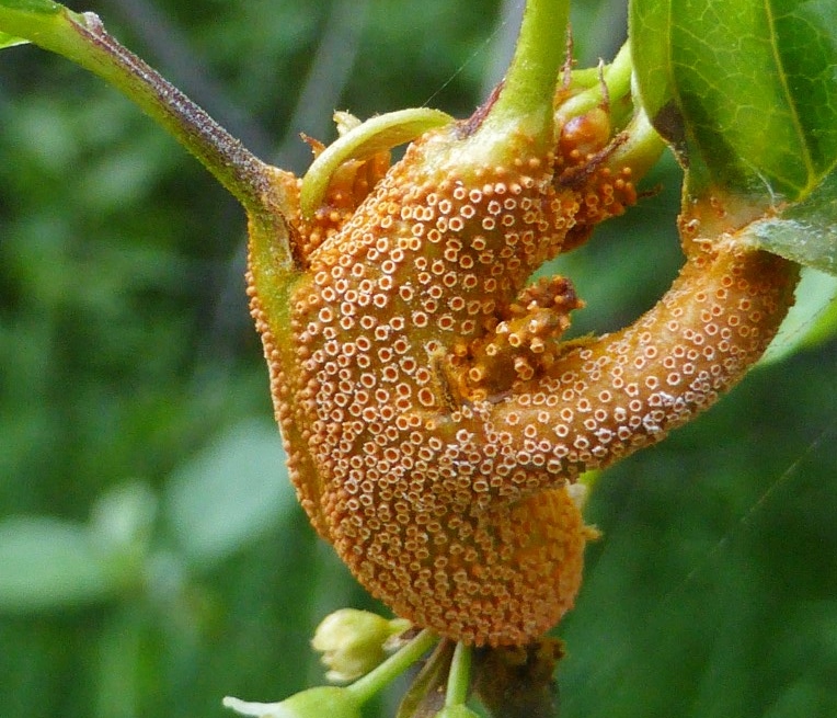 Puccinia coronata Kronenrost Norwegen Telemark Faulbaum Frangula alnus Krieglsteiner parasitische Pilze Seminarprogramm Ausbildung DGfM Medium