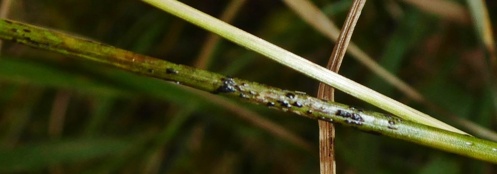 Puccinia coronata Kronenrost Teleutolager Telien Rostpilz Brandpilz parasitische Pilze Rasenschmiele Deschampsia caespitosa Krieglsteiner Medium