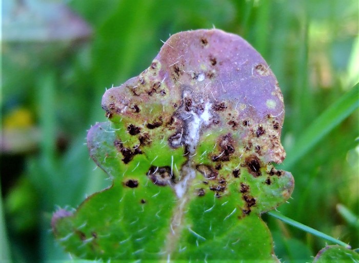 Puccinia hypochoeridis Ferkelkraut Rostpilz Wurzelndes Uredien Telien Hypochaeris radicata Gartenrasen Naturgarten Spraitbach Krieglsteiner PIlzschule Schwaeibscher Wald