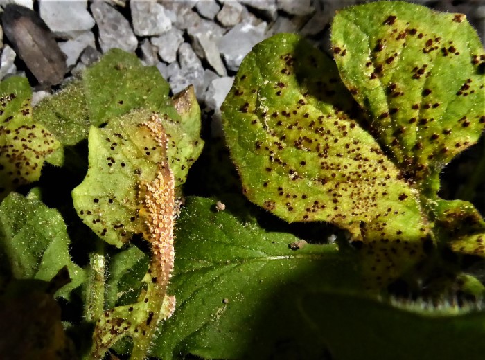 Puccinia lapsanae Rainkohl Rostpilz Lapsana communis Spraitbach Auteuform kein Wirtswechsel Aecien Uredien Gemuesefeld Parasitische PIlze Pilzseminare Feldmykologe Krieglsteiner Naturgarten