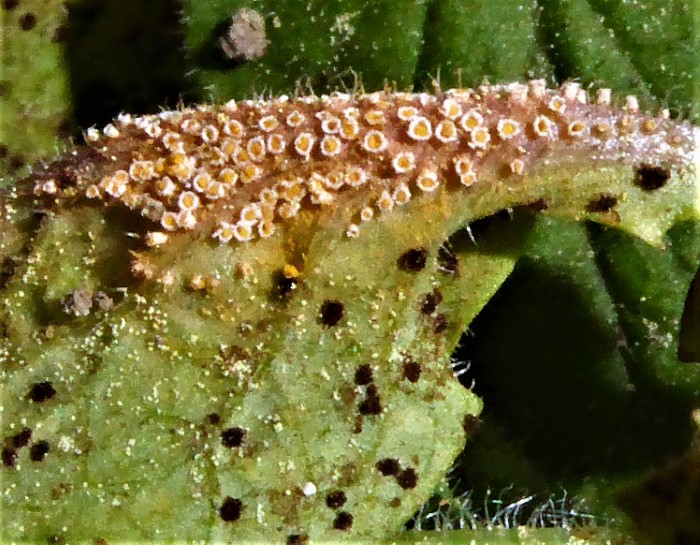 Puccinia lapsanae Rainkohl Rostpilz Lapsana communis Spraitbach Auteuform kein Wirtswechsel Aecien Uredien Gemuesefeld Parasitische PIlze Pilzseminare Feldmykologe Krieglsteiner