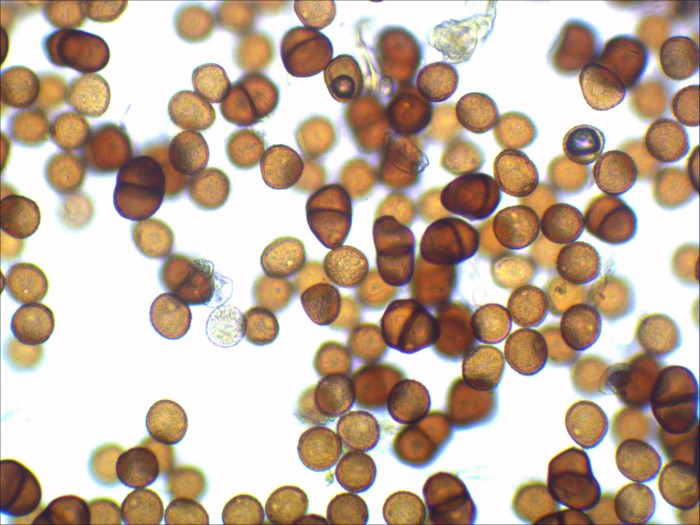 Puccinia lapsanae Teliosporen zweizellig Uredosporen einzellig Rainkohl Rostpilz Lapsana communis Spraitbach Auteuform kein Wirtswechsel Aecien Uredien Gemuesefeld Parasitische PIlze Pilzseminar