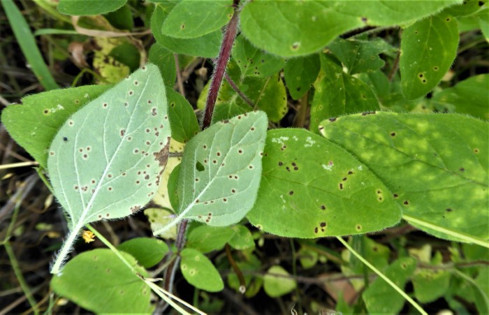 Puccinia menthae Lippenbluetler Rostpilz Mentha Origanum vulgare Gemeiner Dost Spraitbach Naturgarten Krieglsteiner Schwbischer Wald Pilzseminare Parasitenkurs Mikroskopierkurs