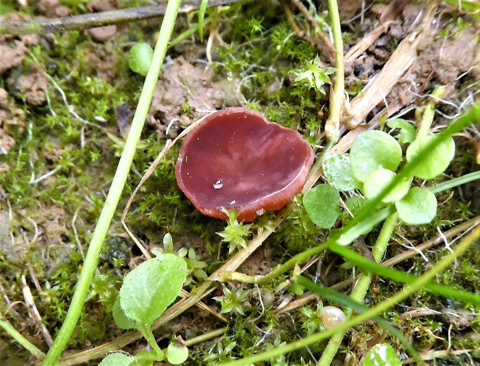 Purpureodiscus subisabellinus Peziza subisabellina Pezizaceae Pezizales operculate Becherlinge Eschenstamm Fraxinus excelsior Naturgarten Biodiversitaet Krieglsteiner Feldmykologe Pilzschule Pilzkurse