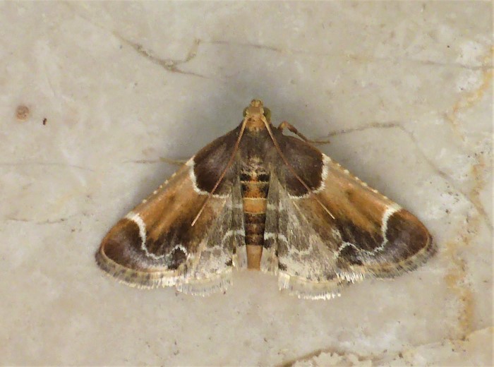 Pyralis farinalis Mehlzuensler Pyralidae Lepidoptera Kleinschmetterlinge Spraitbach Vorrats Schaedling biologisch oekologisch gern gesehen wunderschoen Artenvielfalt Krieglsteiner