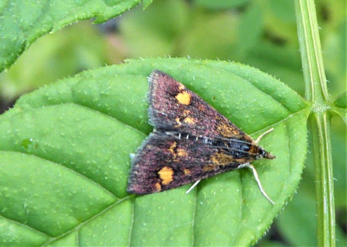 Pyrausta aurata Goldzuensler Pyralidae Kleinschmetterlinge Lepidoptera Insektarium Naturgarten Biodiversitaet Fraxinus excelsior Esche Morchelbeet