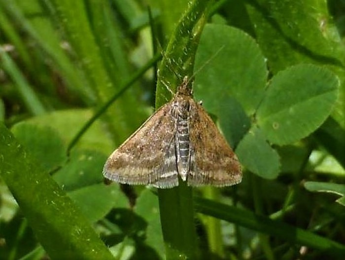 Pyrausta despicata Olivbrauner Zuensler Pyralidae Lepidoptera nafoku Insekten Gartenrasen Artenvielfalt Kleinschmetterlinge Pilzkunde Pilzkurse Pilzschule