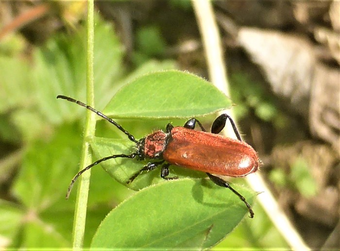 Pyrrhidium sanguineum Rothaarbock Spraitbach Bockkaefer Cerambycidae Coleoptera Insecta Naturgarten Artenvielfalt ohne Gift ohne Duenger Pufferzone Hotspot