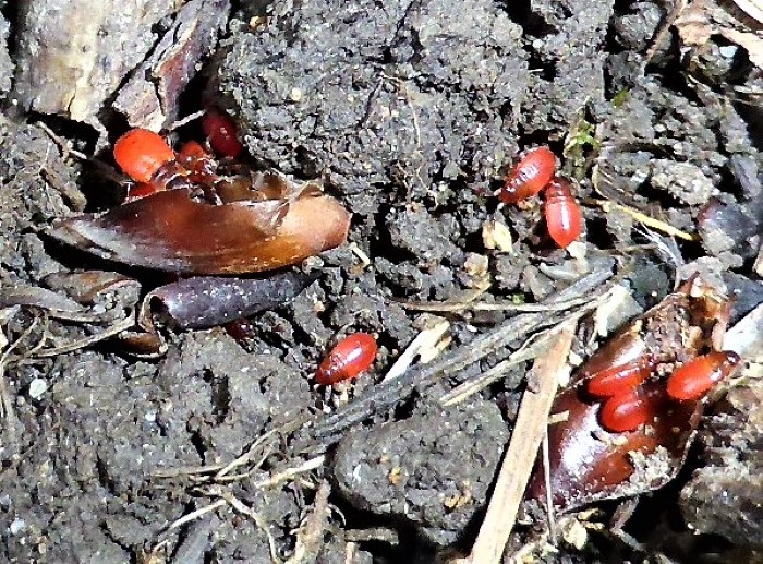 Pyrrhocoris apterus Feuerwanze Pyrrhocoridae Heteroptera Schnabelkerfe Spraitbach Wurzelsauger Linde Tilia Artenvielfalt Biodiversitaet Biomasse Nymphen