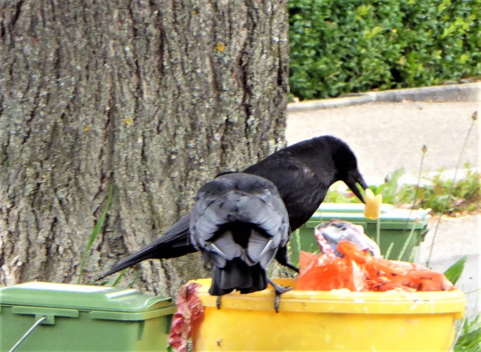 Rabenkraehe Corvus corone Rabenvoegel Corvidae Sperlingsvoegel Passeriformes intelligente Nachbarn Generalisten Allesfresser Profiteure Guelleduengung schlau Naturgarten Krieglsteiner PilzCoach