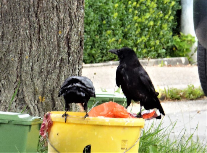 Rabenkraehe Corvus corone Rabenvoegel Corvidae Sperlingsvoegel Passeriformes intelligente Nachbarn Generalisten Allesfresser Profiteure Guelleduengung schlau Naturgarten Krieglsteiner Spraitbach Biomuell