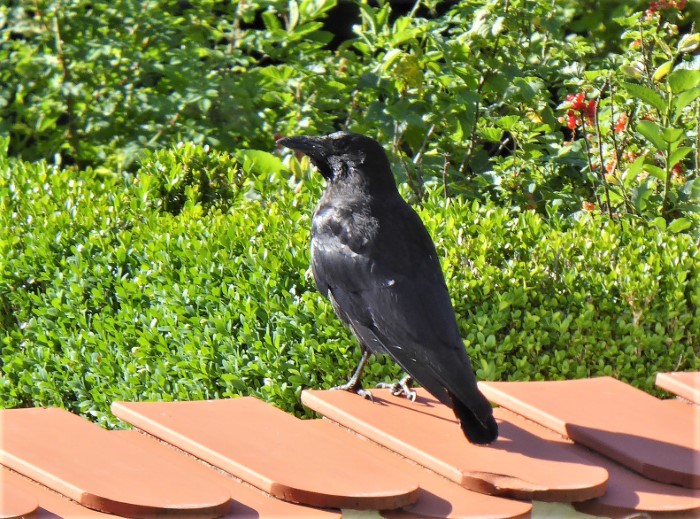 Rabenkraehe Corvus corone Rabenvoegel Corvidae Sperlingsvoegel Passeriformes intelligente Nachbarn Generalisten Allesfresser Profiteure Guelleduengung schlau Naturgarten Krieglsteiner Spraitbach