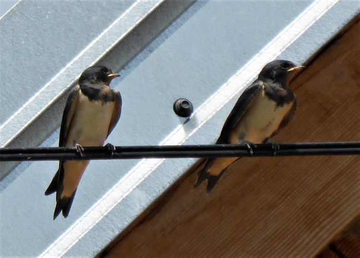 Rauchschwalbe Hirundo rustica Singvogel Sperlingsvoegel Stromleitung Kroatien Plitvicka jezera Babin Potok Lothar Krieglsteiner Pilzschule Schwaebischer Wald BirdWatching Naturerlebnis Artenvielfalt