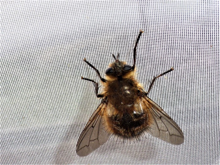 Raupenfliege Tachina lurida Spraitbach Naturgarten Wohnung Katharina Krieglsteiner Pilzepertin Naturbeobachtung Naturliebe Naturschutz Artenvielfalt Biodiversitaet Insekten Dipteren Zweifluegler