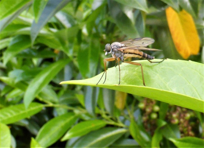 Rhagio vitripennis Schwarzfuessige Schnepfenfliege Spraitbach Kirschlorbeer Prunus laurocerasus Zweifluegler Dipteren Rhagionidae Artenvielfalt Naturgarten Gartenmarkt