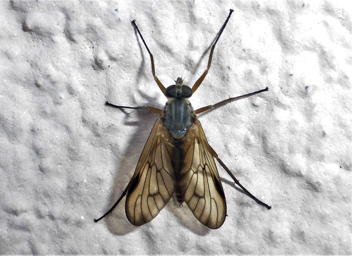 Rhagio vitripennis Schwarzfuessige Schnepfenfliege Spraitbach Kirschlorbeer Prunus laurocerasus Zweifluegler Dipteren Rhagionidae Artenvielfalt Naturgarten Hauswand