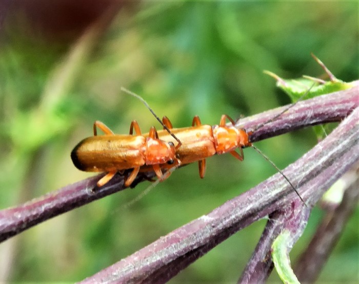 Rhagonycha Fulva Gelbroter Weichkaefer Spraitbach Cantharidae Spanische Fliege ungiftig Insektenwelt Naturgarten ohne Duengung