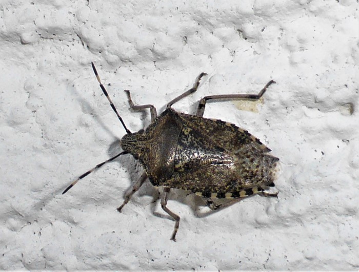 Rhaphigaster nebulosa Graue Gartenwanze Baumwanzen Pentatomidae Spraitbach Haus Ostalbkreis Schwaebisch Fraenkischer Wald Pilzseminare Pilzkurse Tagesfuehrungen