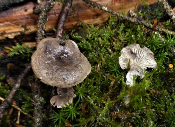 Rhodocybe caelata Clitopilus caelatus Rissiger Tellerling acidophil saure Heiden Nadelwaelder Entolomaceae Agaricales Feldmykologe PSV Ausbildung PIlzexpertin PIlzkurse Pilzschule Schwaebischer Wald