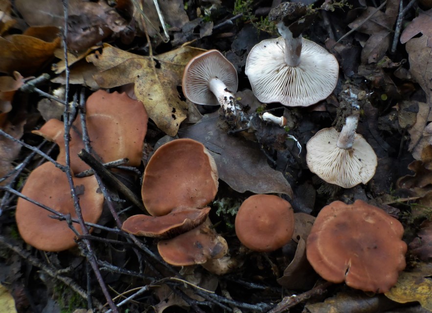 Rhodocybe fumanellii Fumanellis Tellerling Italien Wuerzburg Unterfranken Veitshoecheim Edelmannswald Schirmlingskurs Lothar Krieglsteiner Pilzschule Schwaebischer Custom