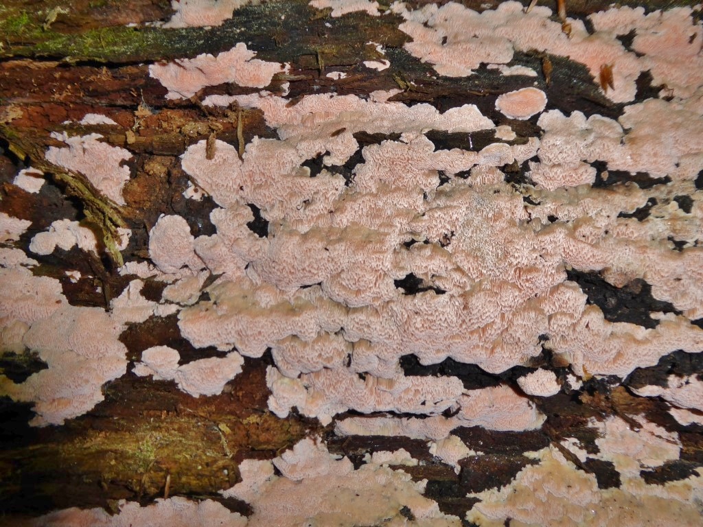 Rhodonia placenta Braunfaeule Postia Polyporaceae Fomitopsidaceae Bayerischer Wald Zwieslerwaldhaus Urwaldrest