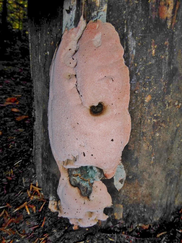 Rhodonia placenta Mutterkochen Porling Schwaebischer Wald Baden Wuerttemberg Stuttgart Rotenhar Weiterweg Picea