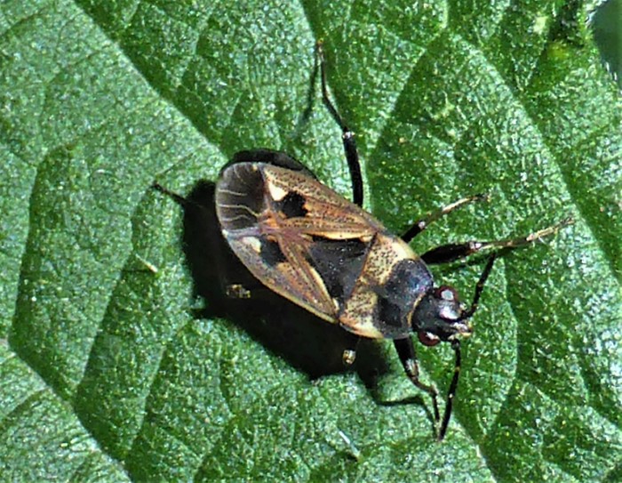 Rhyparochromus vulgaris Bodenwanze Gemeine Rhyparochromidae Heteroptera Brennnessel Urtica Spraitbach Nahrungsfeld Gemuesebeet Naturgarten Insektarium