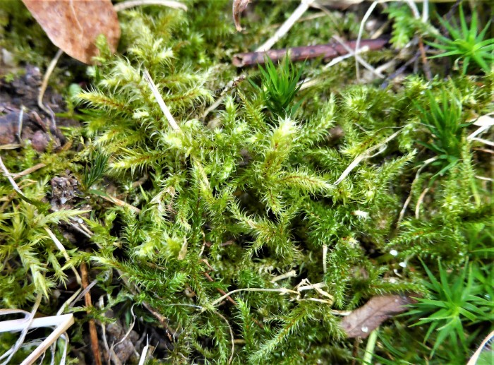 Rhytidiadelphus loreus Riemenstaengel Kranzmoos Schoener Runzelpeter Brachytheciaceae Hypnales Laubmoos drahtig acidophil Heidebeet Polytrichum formosum Naturgarten Artenvielfalt Krieglsteiner