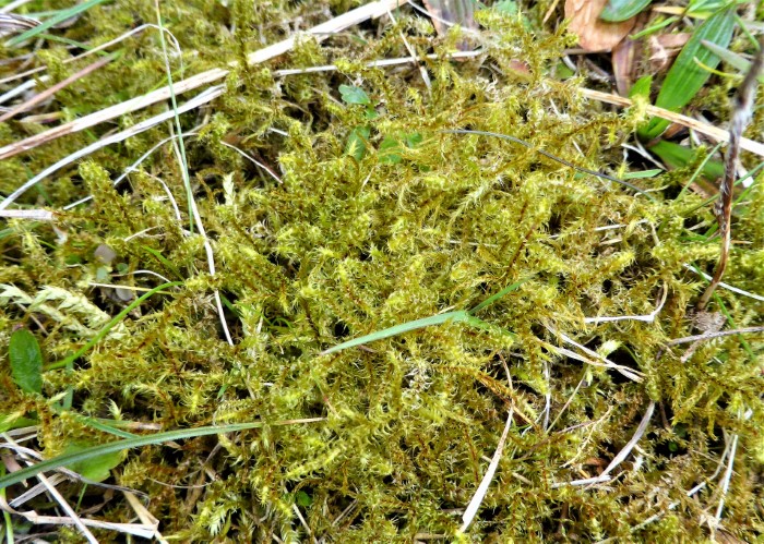 Rhytidiadelphus squarrosus Sparriges Kranzmoos Gartenrasen sternfoermig weicher Frischwiesenbeet Nachbargarten Mooskurs Anfaenger Pilzschule Schwaebischer Wald Ostalbkreis