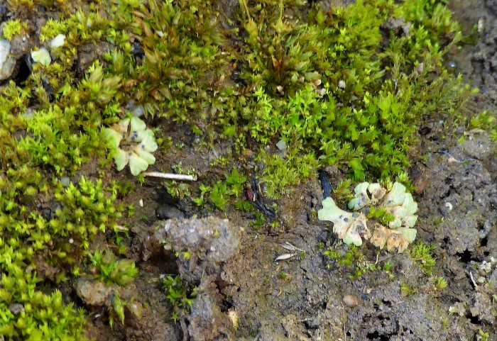 Riccia glauca Blaugruenes Sternlebermoos Sporogone ephemer thalloes Aecker Erdbloessen Naturgarten Nahrungszone spontan Artenvielfalt Mooskurs Feldmykologe Krieglsteiner PIlzschule Schwaebischer Wald 2