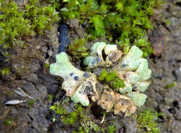 Riccia glauca Blaugruenes Sternlebermoos Sporogone ephemer thalloes Aecker Erdbloessen Naturgarten Nahrungszone spontan Artenvielfalt Mooskurs Feldmykologe Krieglsteiner PIlzschule Schwaebischer Wald