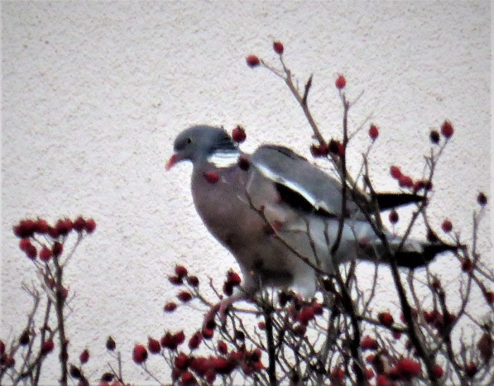 Ringeltaube Columba palumbus Taubenvoegel Haustaube Pilzschule Schwaebischer Wald BirdWatching PIlzCoach Pilzexpertin Katharina Krieglsteiner Rosen Hagebutten essbare Wildkraeuter