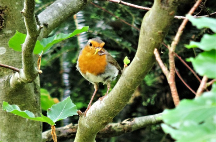 Rotkehlchen Erithaculus rubecula Fliegenschnaepper Muscicapidae Bayerischer Wald Wildgehege PilzCoach PIlzexpertin Katharina Krieglsteiner robin Naturgarten Krieglsteiner Pilzschule Schwaebischer Wald