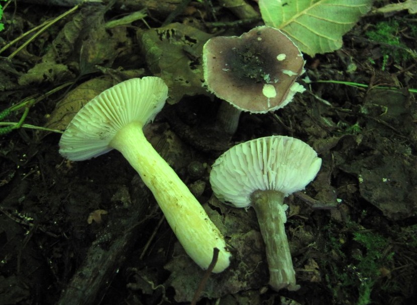 Russula-alnetorum-Erlen-Täubling