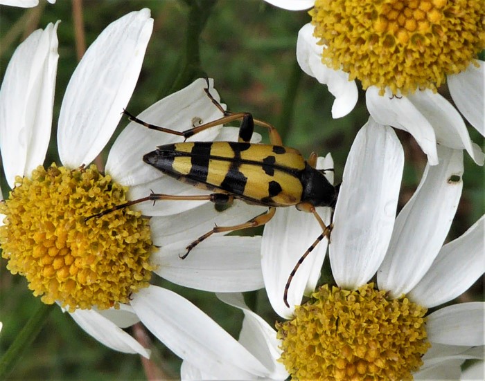 Rutpela maculata Strangalia Schmalbock Gefleckter Bockkaefer Cerambycidae Tanacetum corymbosum Wucherblume Ebenstraeussige Spraitbach